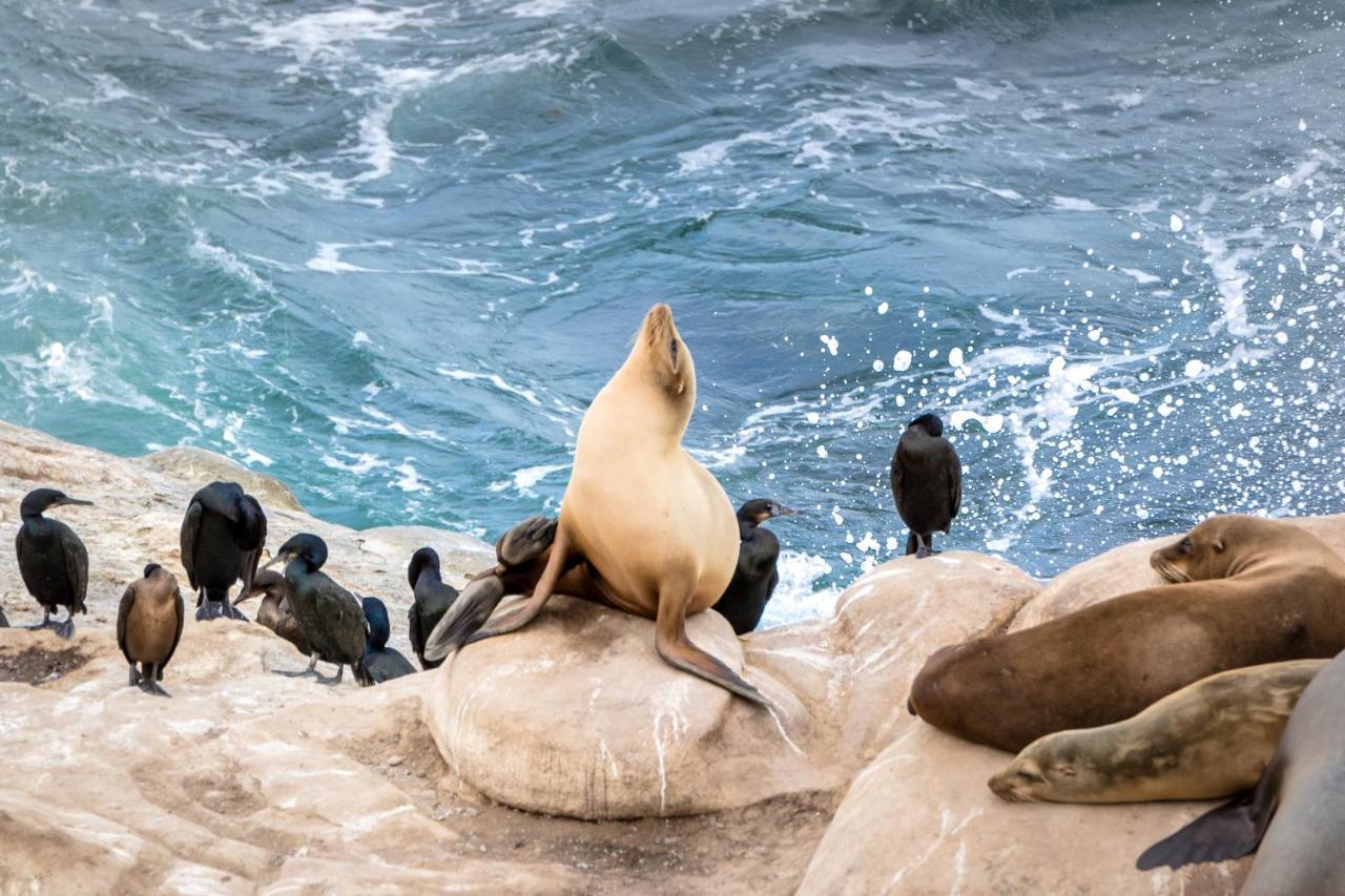 La Jolla Cove Suites San Diego Zewnętrze zdjęcie
